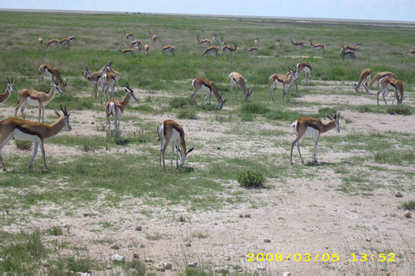 Musik aus Namibia 094