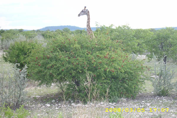 Musik aus Namibia 111