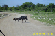 Musik aus Namibia 017